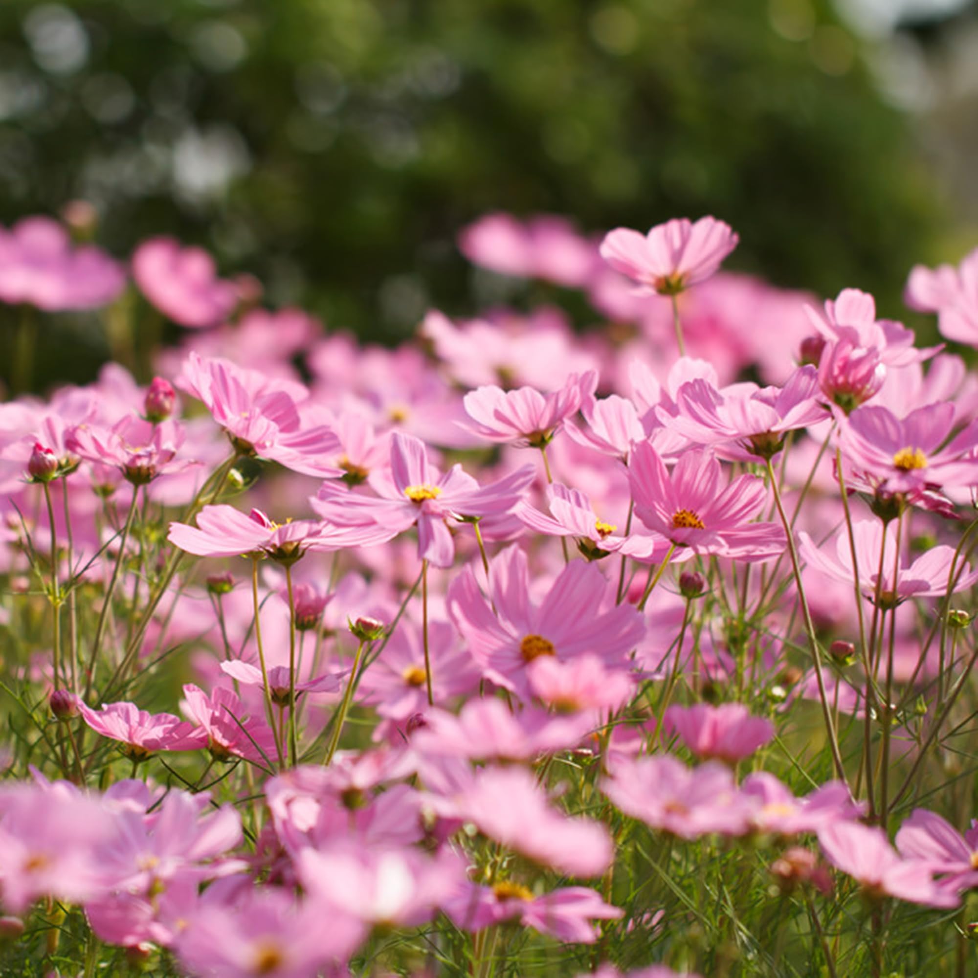 Mixrug pink dwarf cosmos flowers closeup; fragrant blooms entice pollinators in sunlit beds.