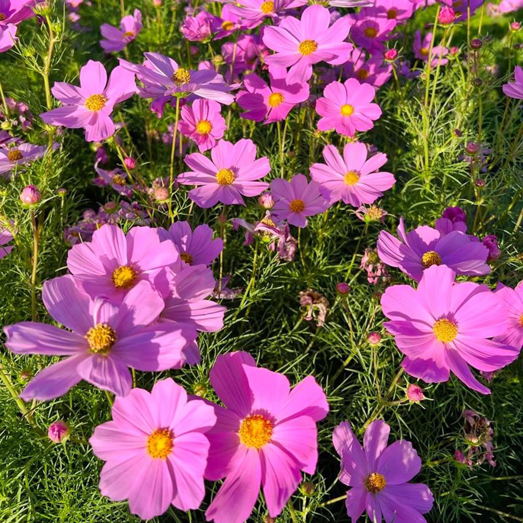 Mixrug pink dwarf cosmos pollinator blooms; attracts bees and butterflies to outdoor spaces.