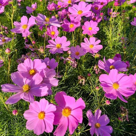 Mixrug pink dwarf cosmos pollinator blooms; attracts bees and butterflies to outdoor spaces.