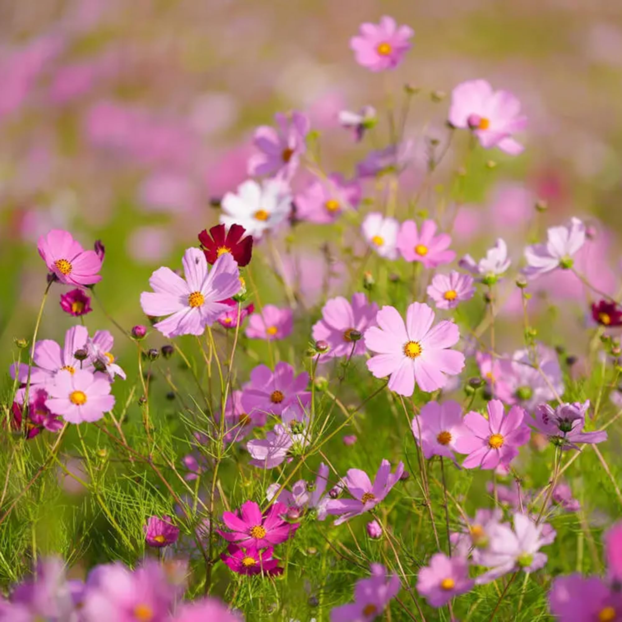 Mixrug pink dwarf cosmos seedling germination; reliable start for patchy garden spots.