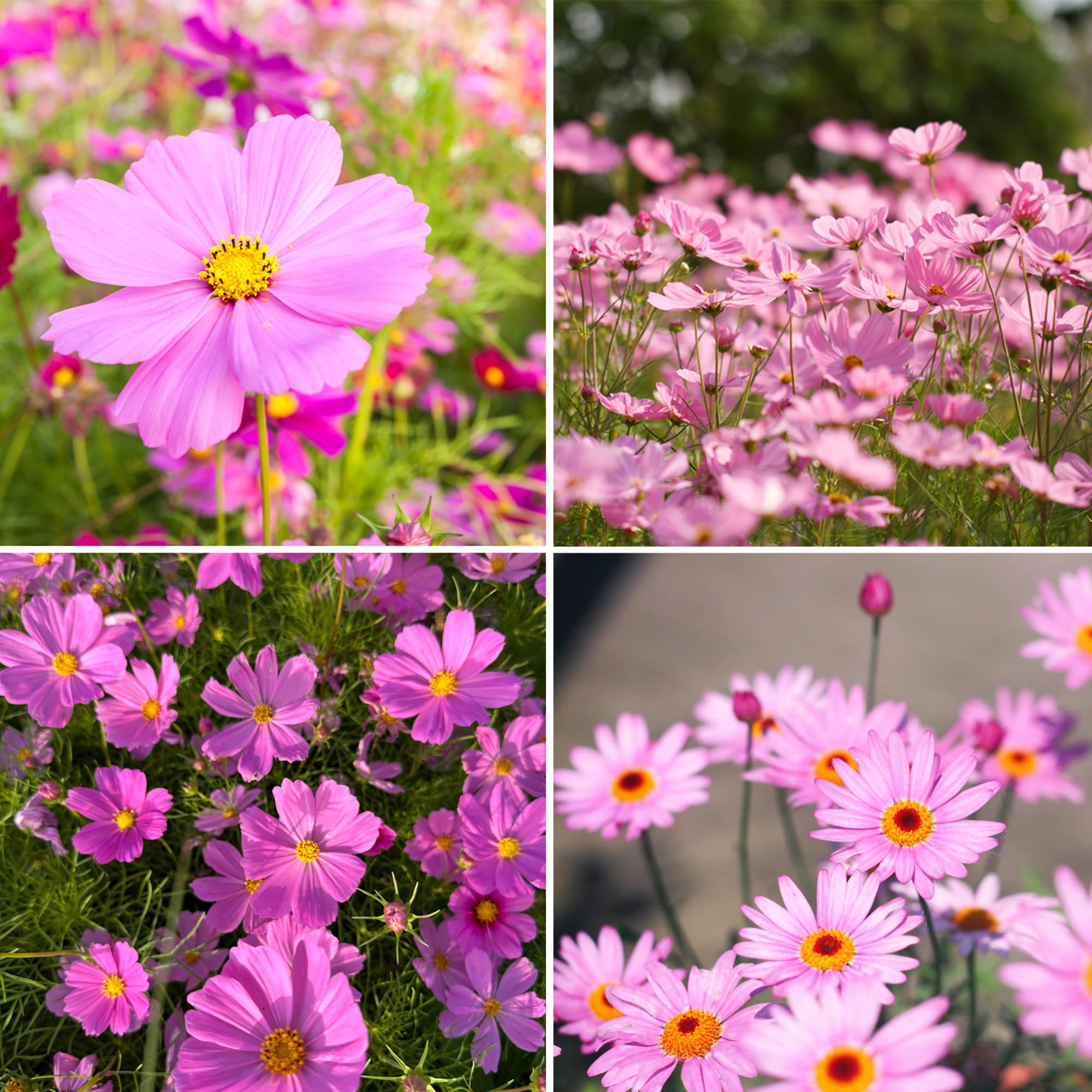 Mixrug pink dwarf cosmos seeds packet; easy color for home garden borders.
