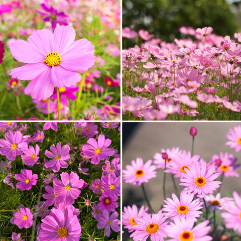 Mixrug pink dwarf cosmos seeds packet; easy color for home garden borders.