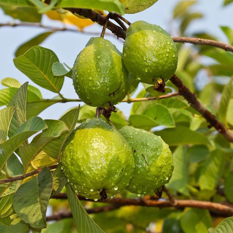 Mixrug pink guava fruit close-up featuring pink flesh and aroma