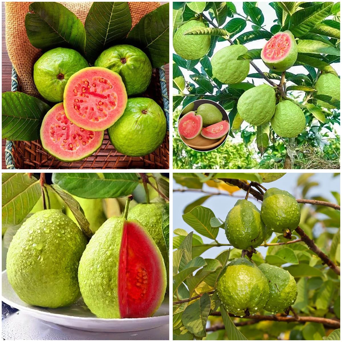 Mixrug pink guava seeds packaging showing abundant seeds for planting