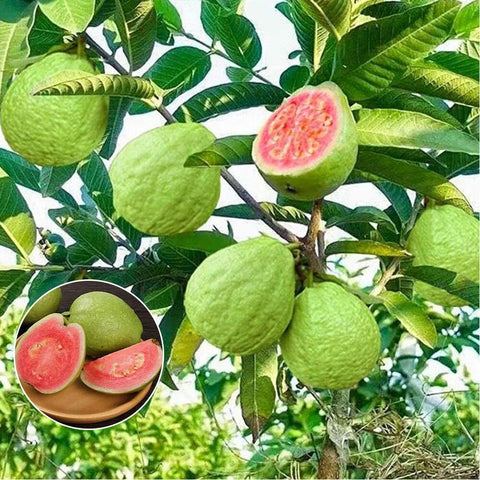 Mixrug pink guava seeds viability badge indicating high germination potential