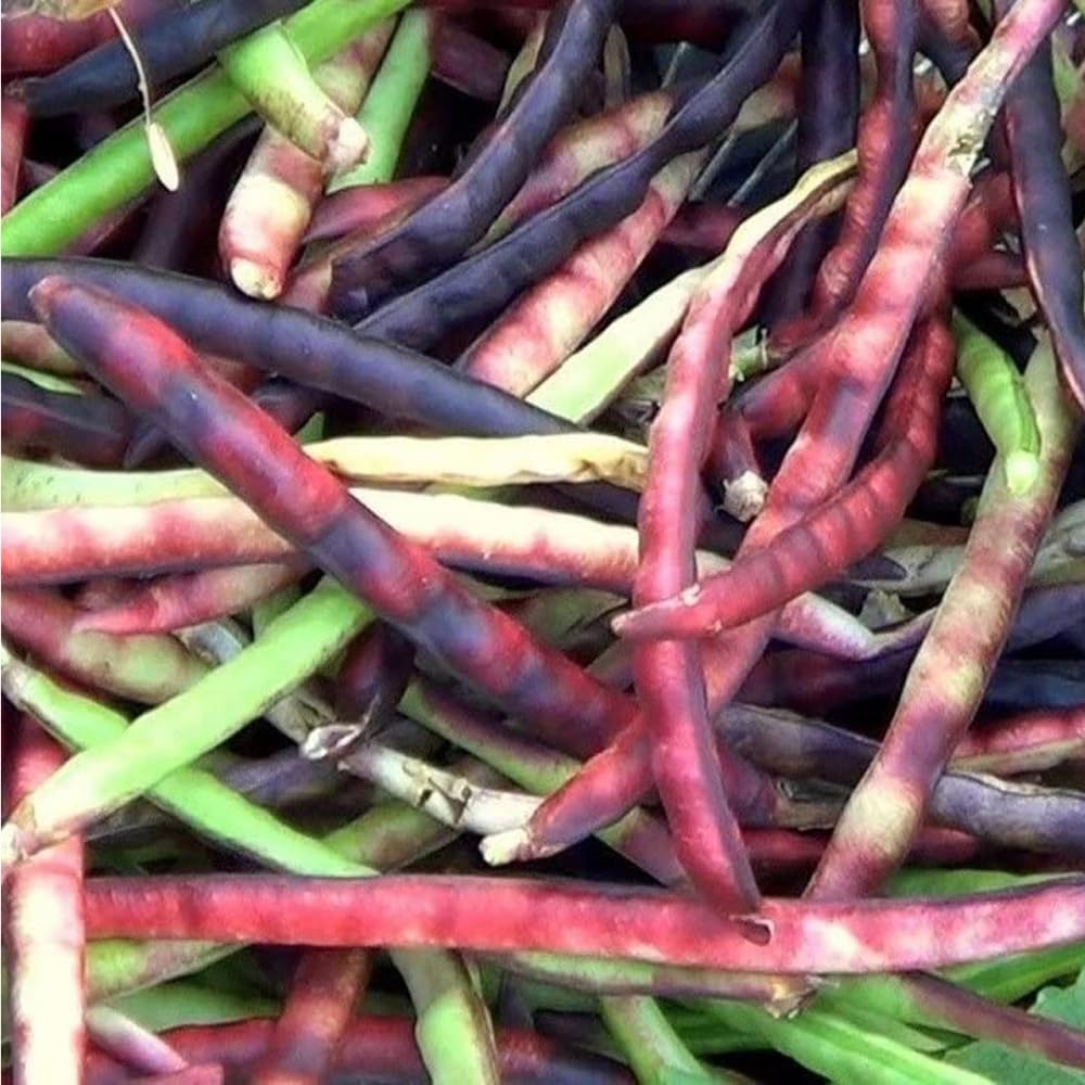 Mixrug pinkeye purple-hull cowpea seeds ready for planting, offering reliable home garden yields.