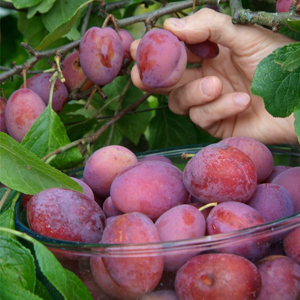 Mixrug plum seed germination: shows early sprout potential for home orchard