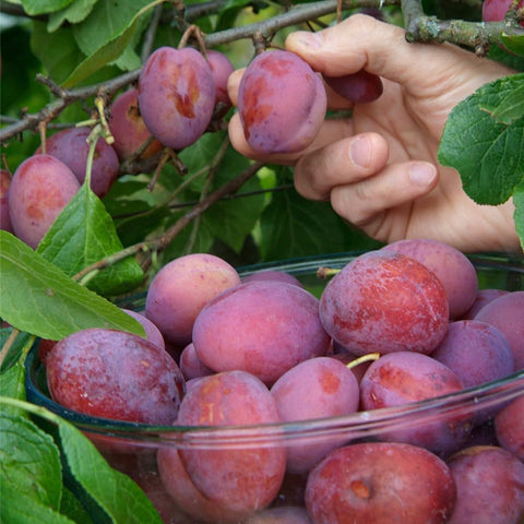 Mixrug plum seed germination: shows early sprout potential for home orchard