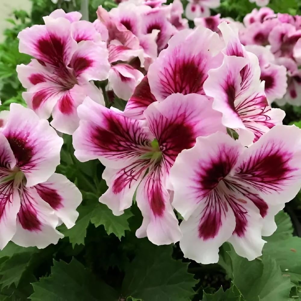 Mixrug pollinator-friendly blooms attract bees and butterflies to outdoor spaces.