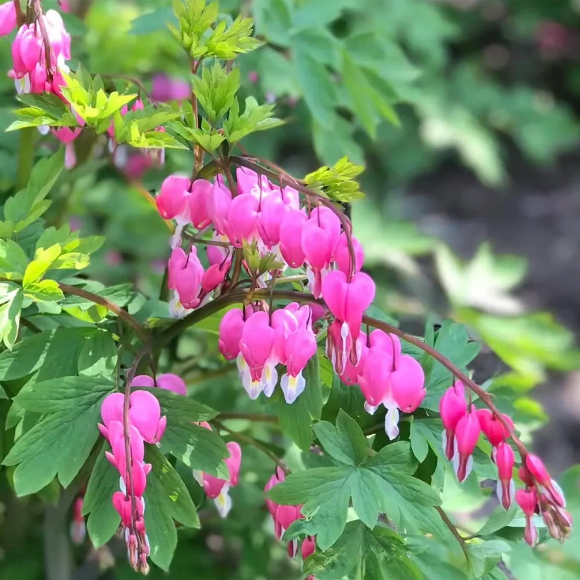 Mixrug pollinator friendly bleeding heart attracting bees and butterflies