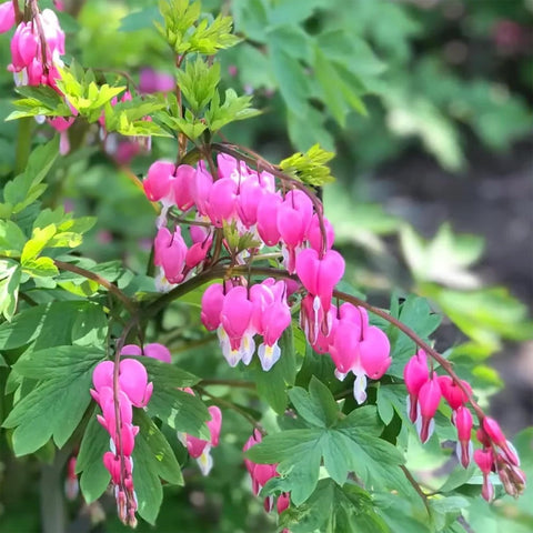 Mixrug pollinator friendly bleeding heart attracting bees and butterflies
