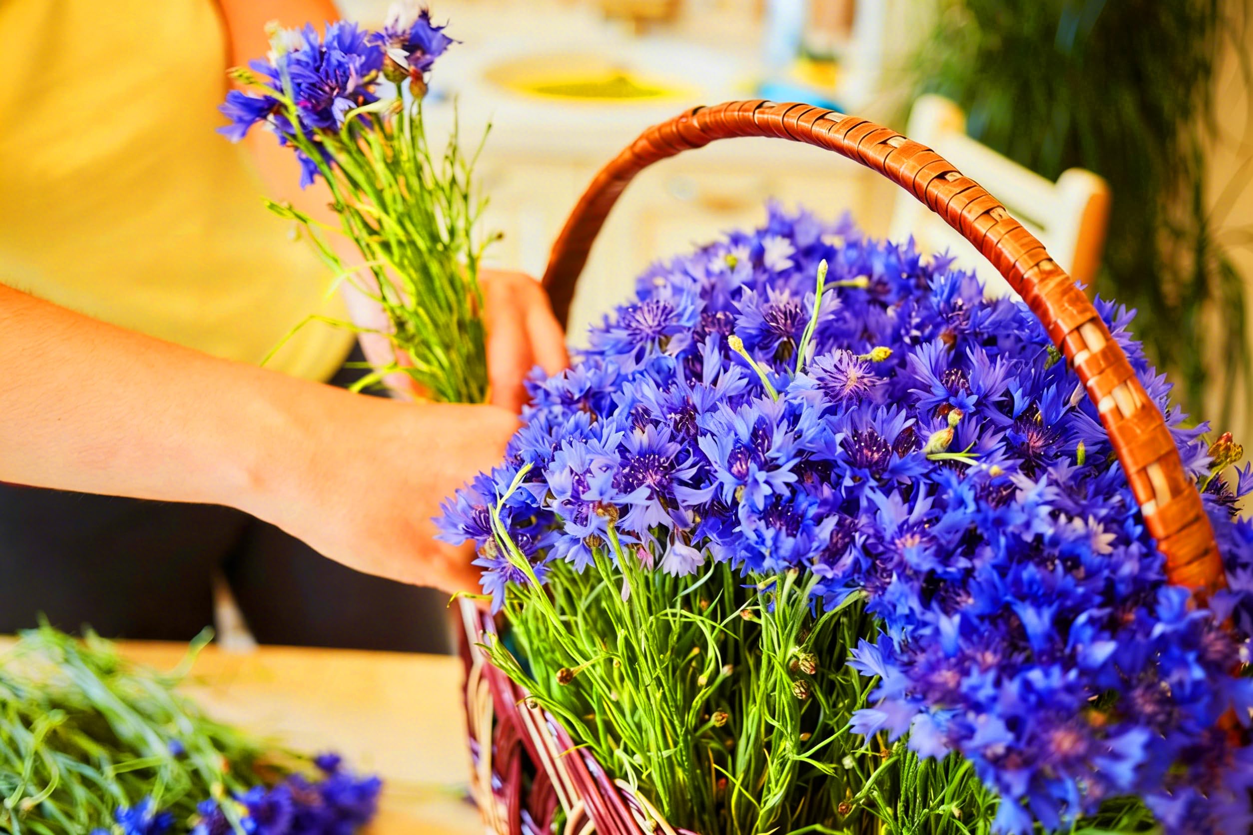 Mixrug cornflower blooms attracting bees and butterflies for pollination.