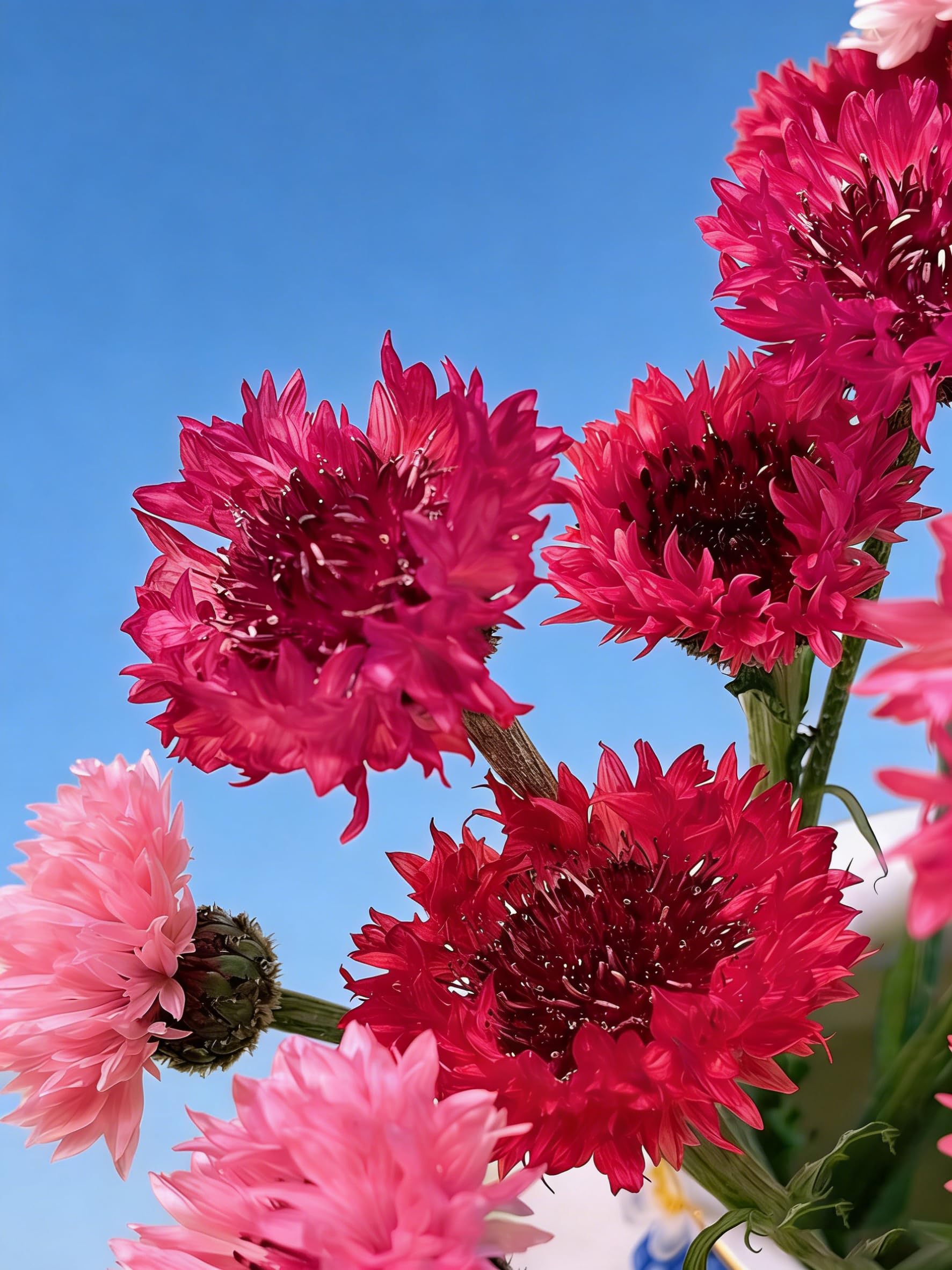 Mixrug dried cornflower blooms ideal for arrangements.