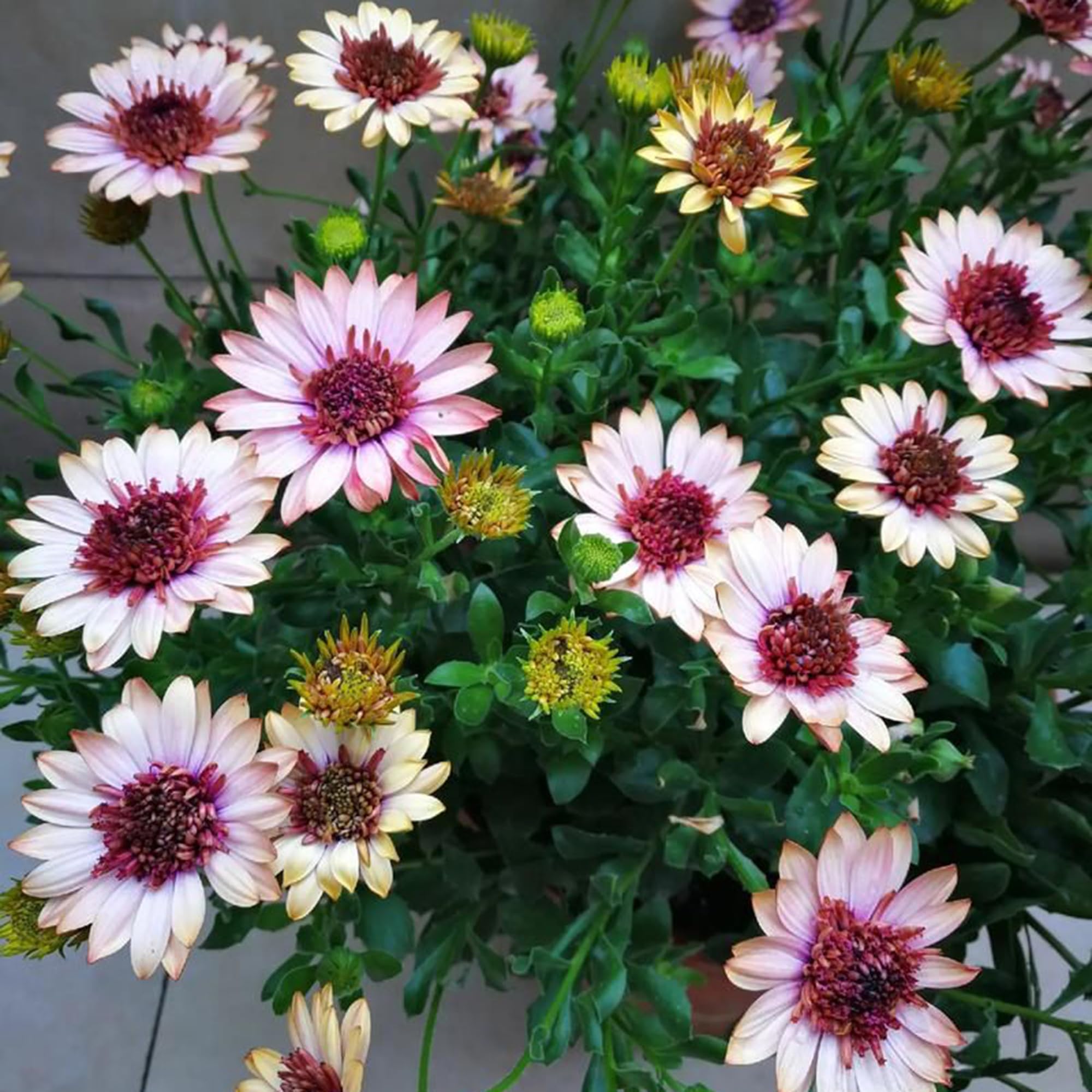 Mixrug pollinator-friendly daisies attract butterflies and bees for garden life.