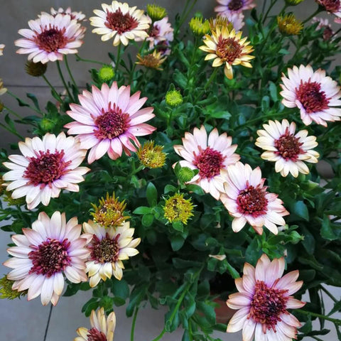 Mixrug pollinator-friendly daisies attract butterflies and bees for garden life.