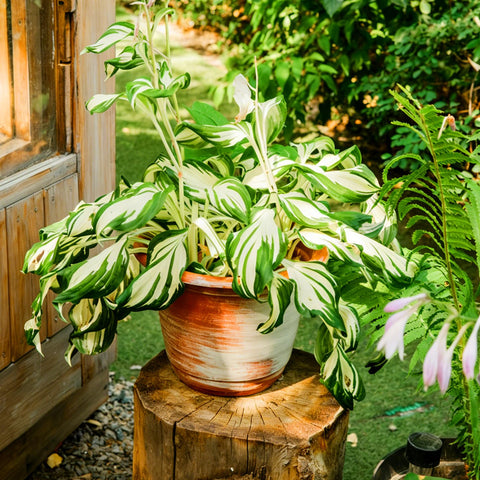 Pollinator-friendly Mixrug Hosta attracting butterflies and bees