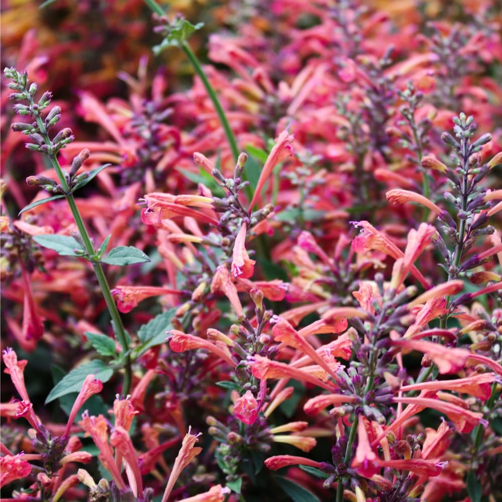 Mixrug pollinator-friendly nectar source attracting hummingbirds, bees, and butterflies.