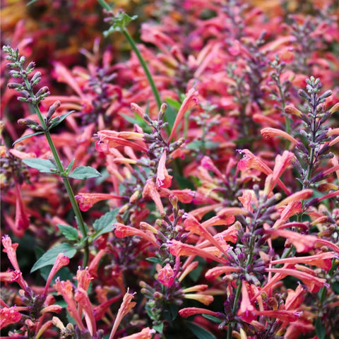 Mixrug pollinator-friendly nectar source attracting hummingbirds, bees, and butterflies.