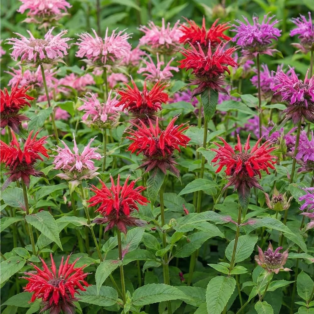Mixrug pollinator magnet attracts hummingbirds and butterflies for garden biodiversity