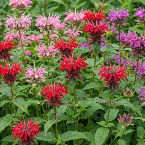Mixrug pollinator magnet attracts hummingbirds and butterflies for garden biodiversity