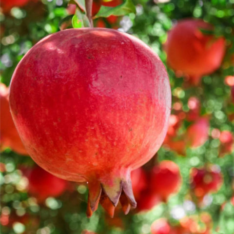 Mixrug pomegranate fruits; harvest-ready and vibrant for fresh snacking.