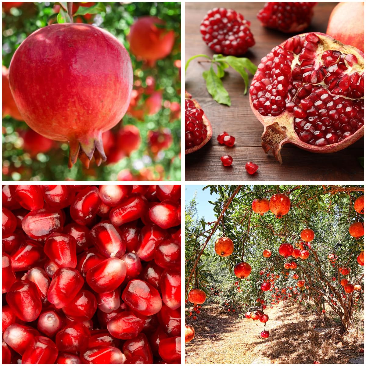 Mixrug pomegranate seeds perennial tree; ideal for sun-filled garden planting.