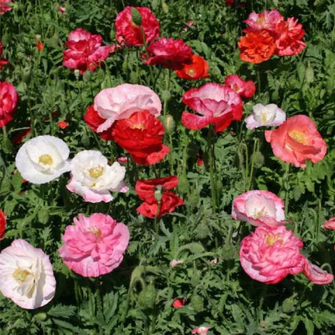 Mixrug seeds adapt to poor soils across planting zones.