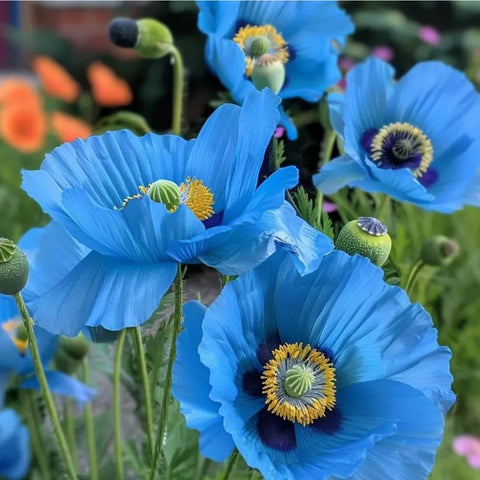 Mixrug California poppy color variety creates a vibrant meadow tapestry.