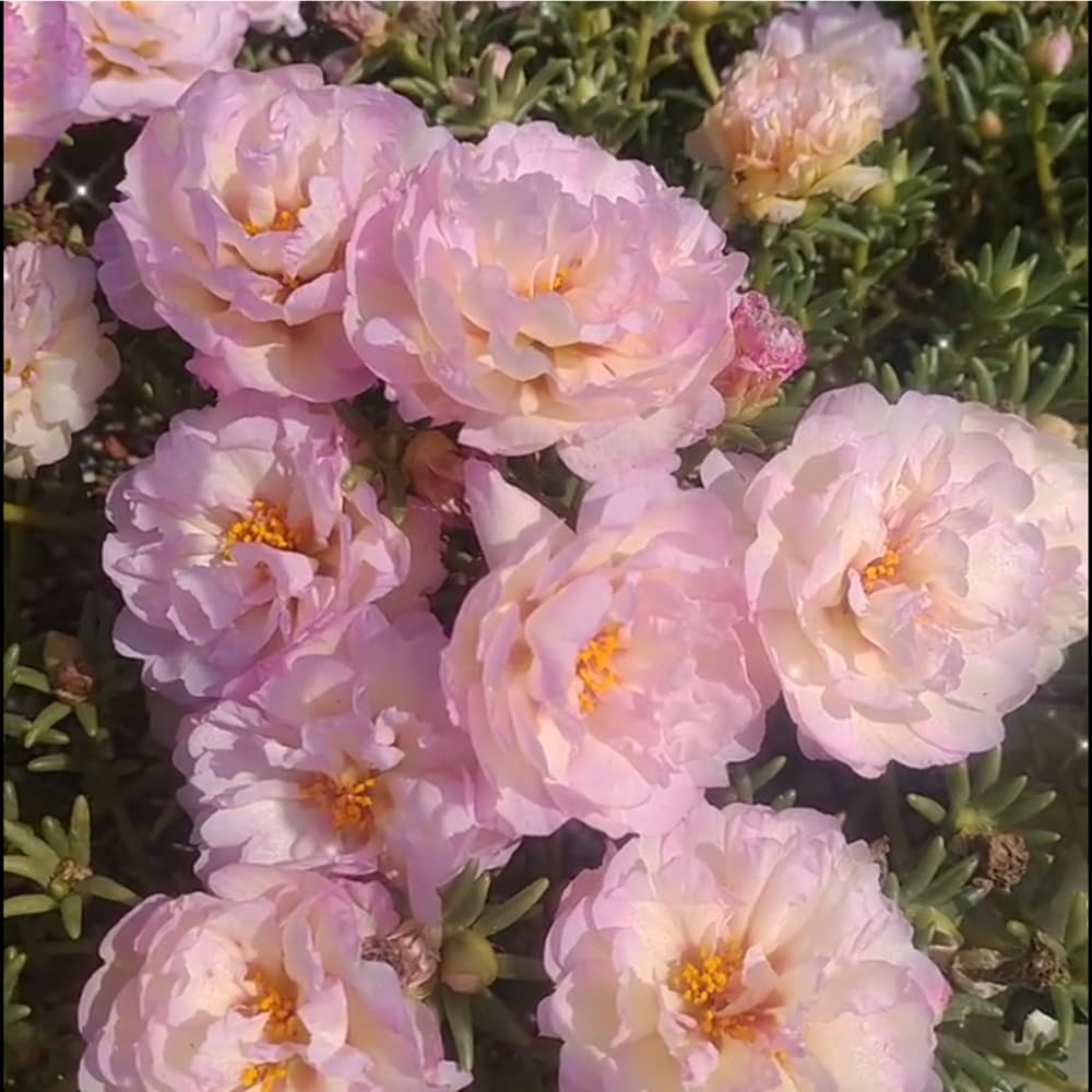 Mixrug portulaca grandiflora sun-loving blooms for containers.