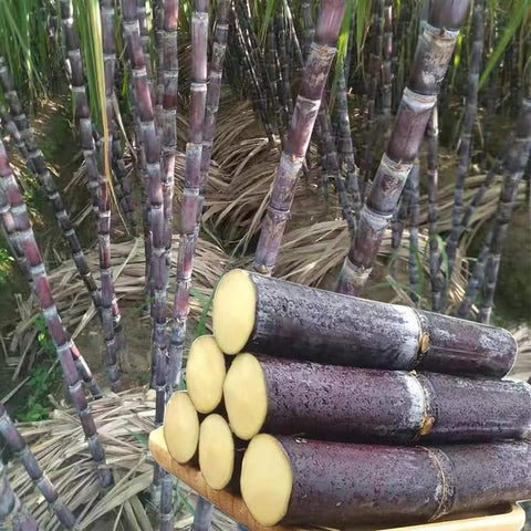 Mixrug privacy screen garden with vibrant sugarcane in warm climate