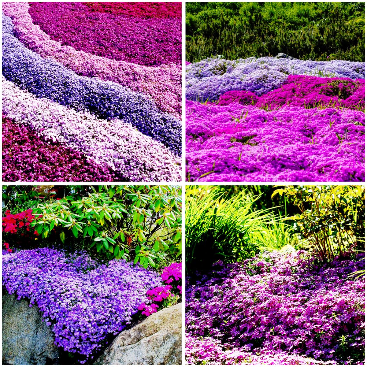 Mixrug purple creeping thyme seeds ground cover ideal for low-maintenance garden beds.