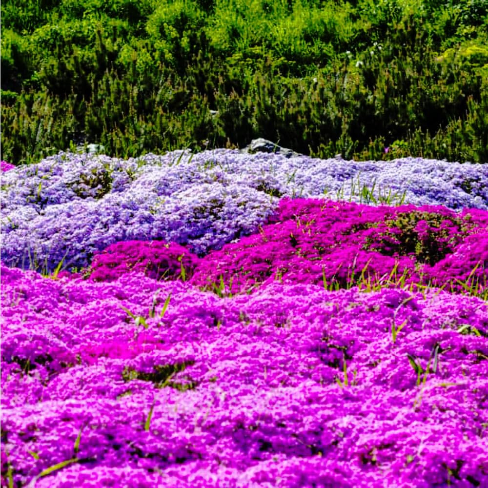Mixrug purple creeping thyme seeds suit patios and rock gardens.
