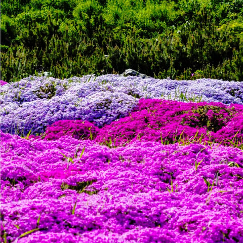 Mixrug purple creeping thyme seeds suit patios and rock gardens.