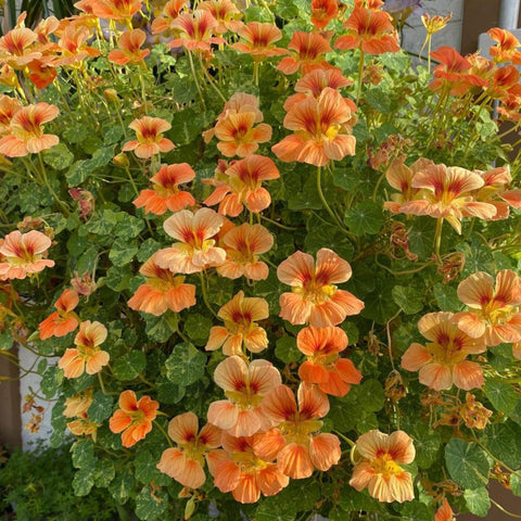 Mixrug rare climbing nasturtium flower closeup showcasing fragrant blooms and color.