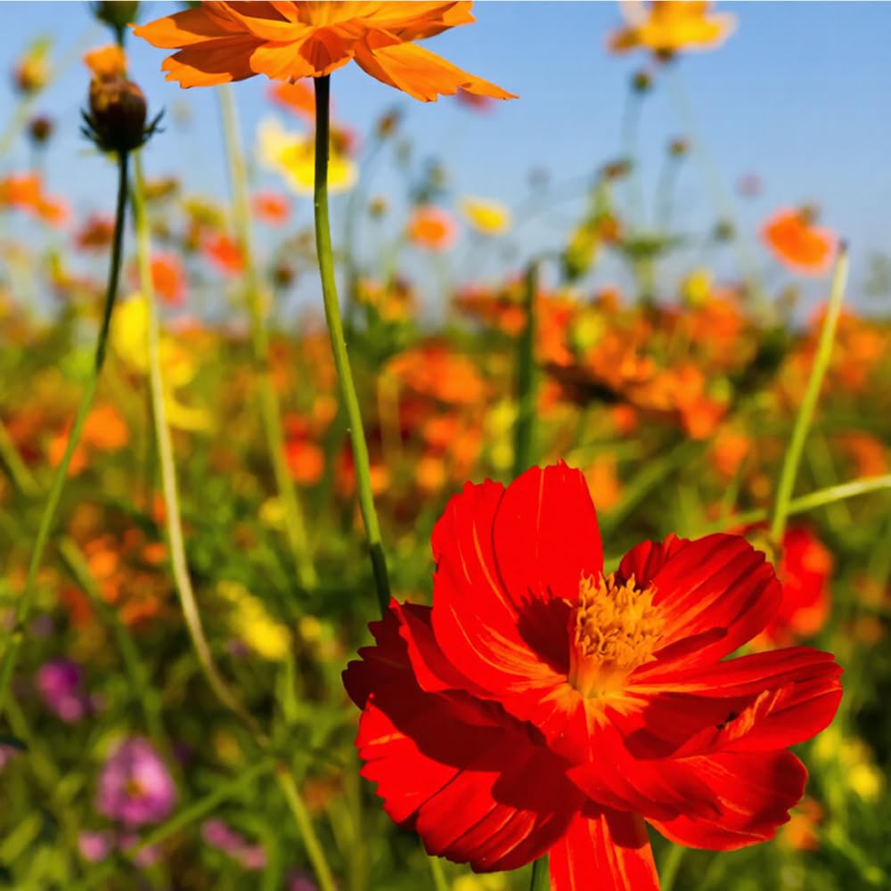 Mixrug rare dwarf cosmos blooms add compact elegance to containers.