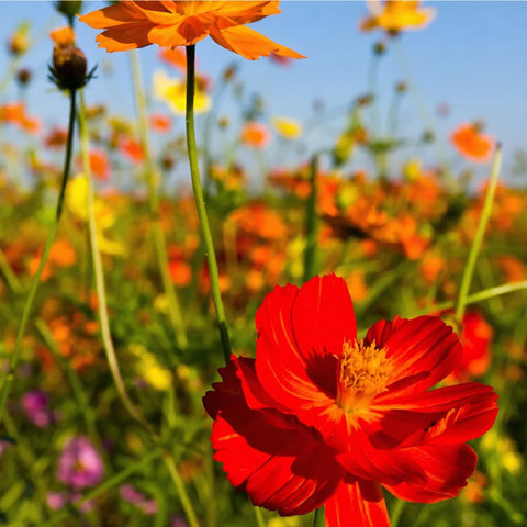 Mixrug rare dwarf cosmos blooms add compact elegance to containers.