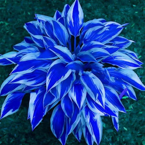Rare Mixrug hostas thriving in a shady garden bed for color and texture.