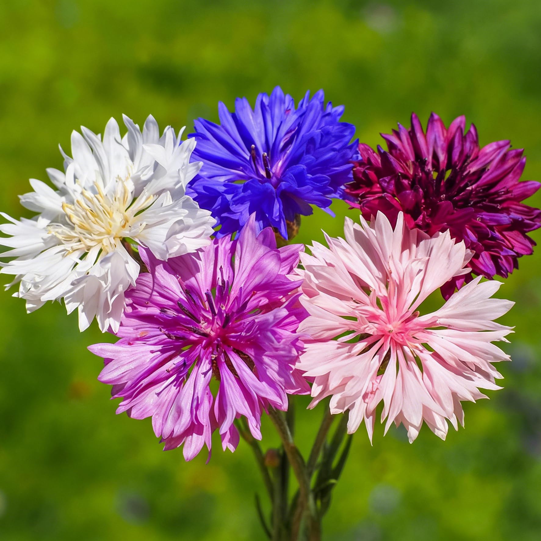 Mixrug rare perennial cornflowers seeds for long-lasting garden color.