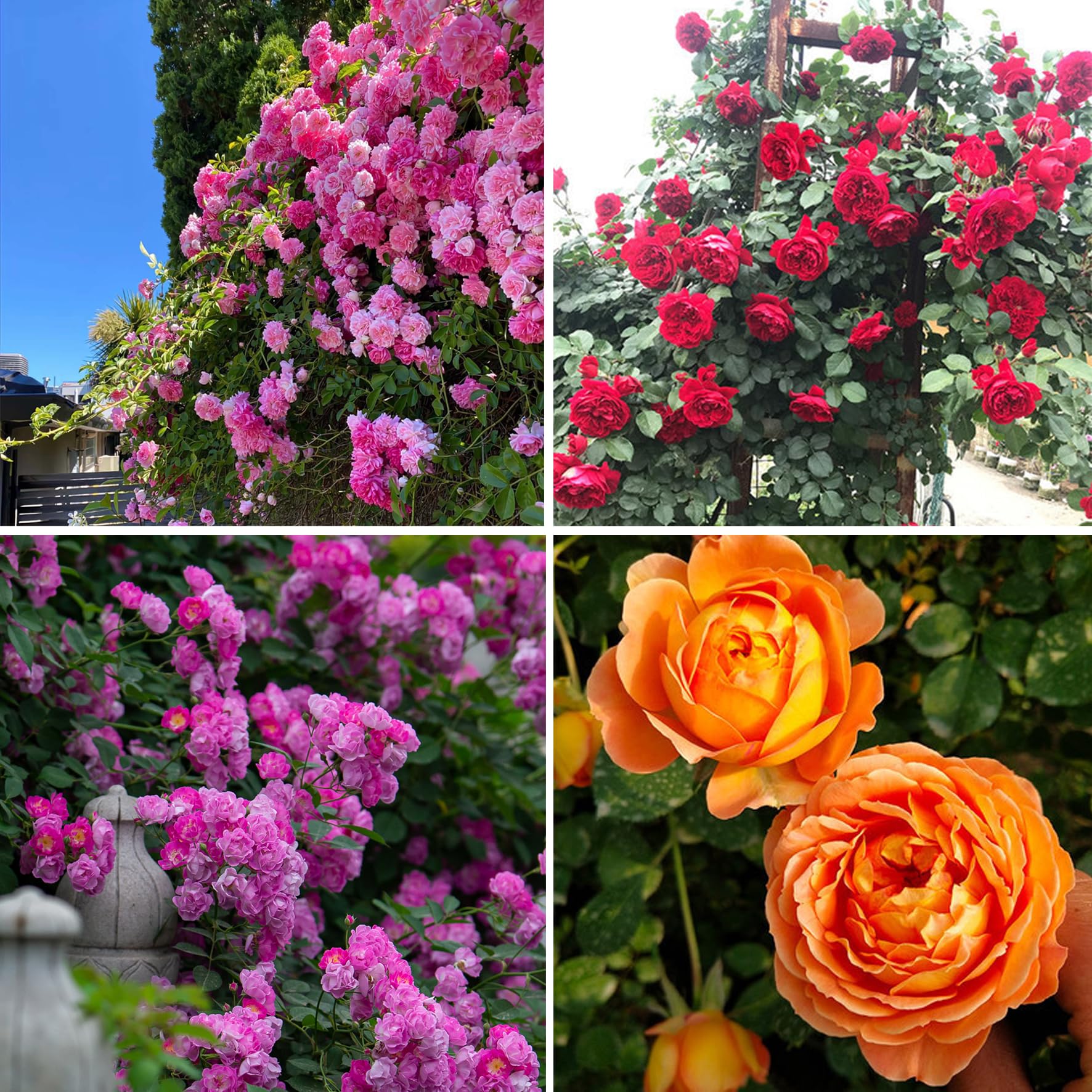 Mixrug rare-rosa-flower-seeds-300plus offer vivid color and pollinator-friendly blooms.