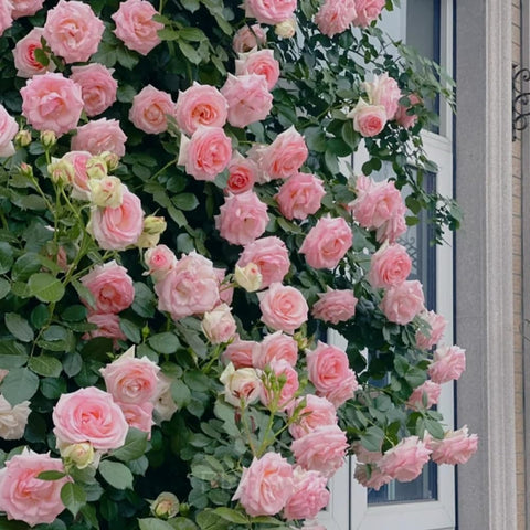 Mixrug rare-rose-seeds ideal for zones 5-9 in outdoor landscapes.
