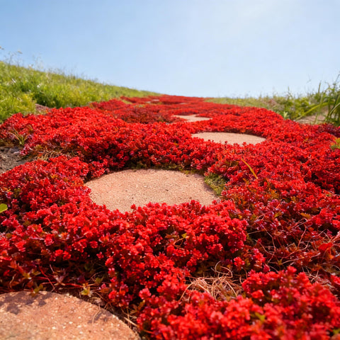 Mixrug Red Creeping Thyme creates dense ground cover to reduce bare patches.