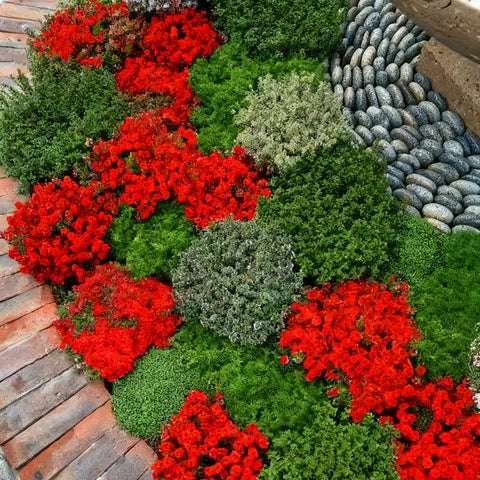 Mixrug Red Creeping Thyme drought-tolerant plant thriving in dry landscapes once established.
