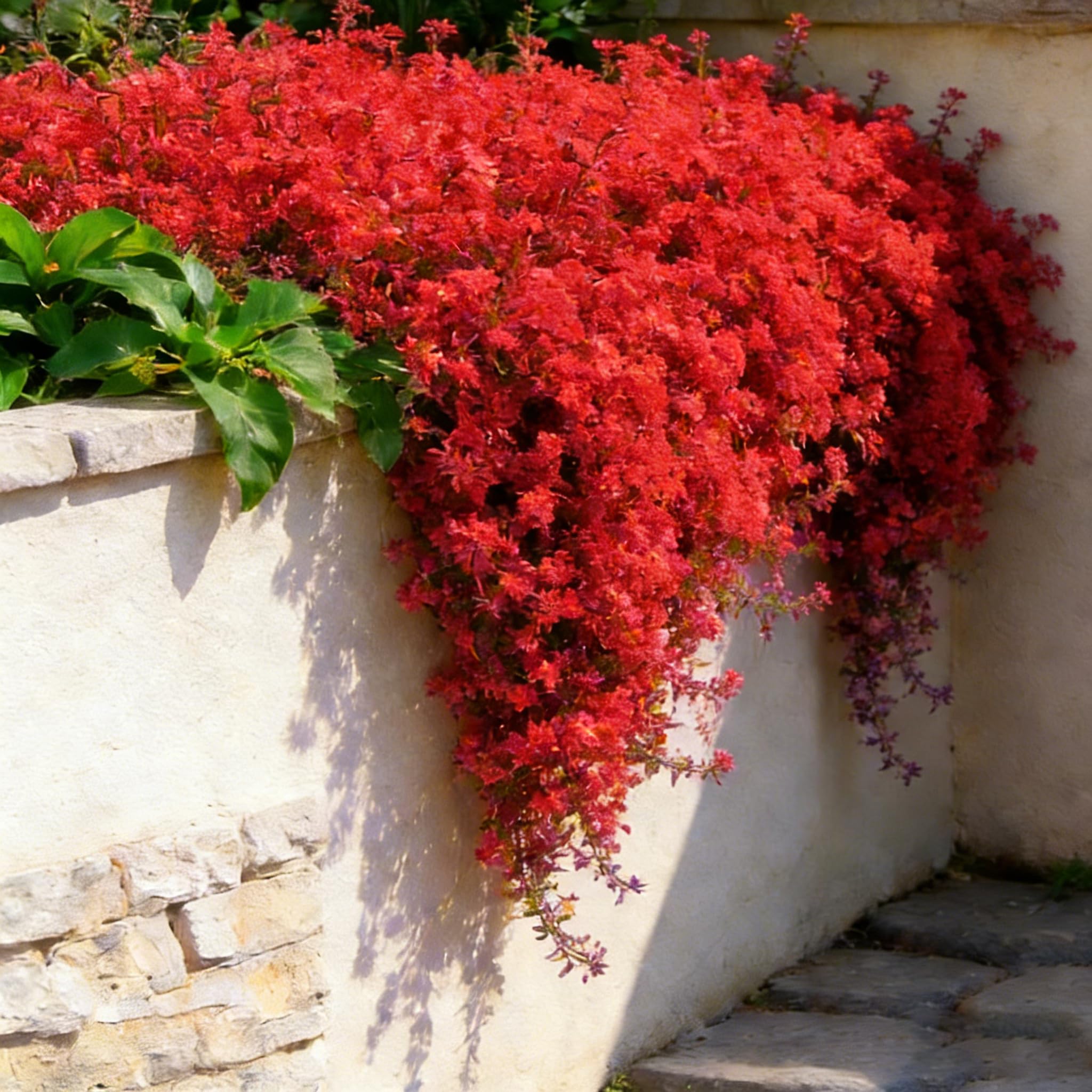 Mixrug Red Creeping Thyme attracting pollinators in a border with fragrant foliage.