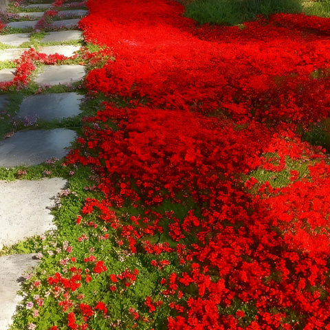 Seedlings of Mixrug Red Creeping Thyme establishing with regular moisture during early growth.