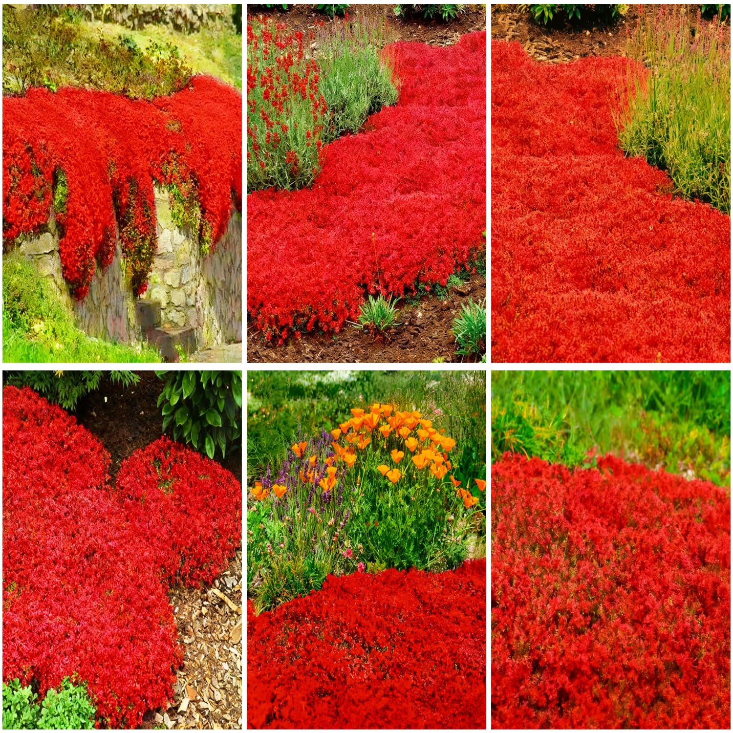 Mixrug red creeping thyme seeds ground cover forming a dense fragrance carpet for pathways