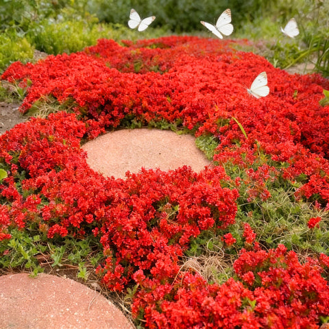 Mixrug Red Creeping Thyme seeds pack for ground cover in sunny borders; helps weed control.