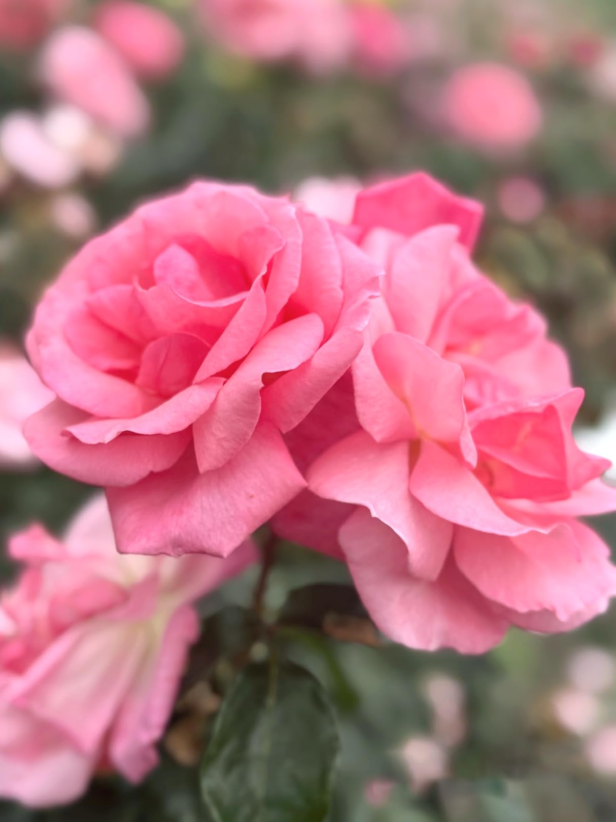 Mixrug rose bush climber seed pack shown for vertical garden displays.