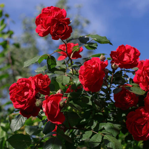 Mixrug pruning-guide helps cultivate healthier climbing roses with spring care.