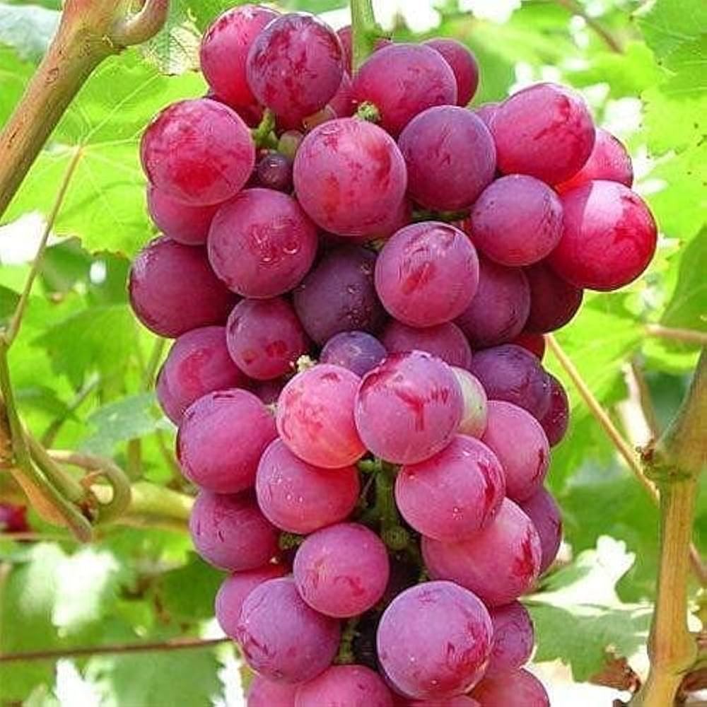 Mixrug seedless edible grape vine seeds close-up showing potential for quick harvest