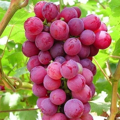 Mixrug seedless edible grape vine seeds close-up showing potential for quick harvest